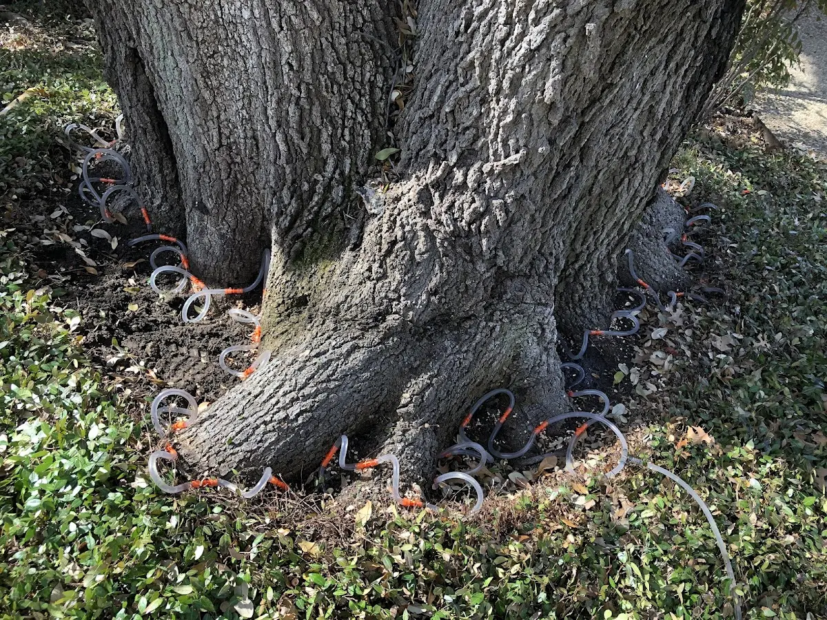 Detailed Shrub and Hedge Trimming job site in Lucas