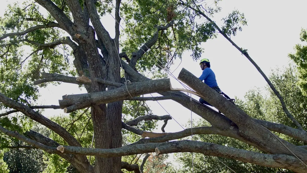Professional Hazardous Tree Removal performed by certified arborists in Lucas