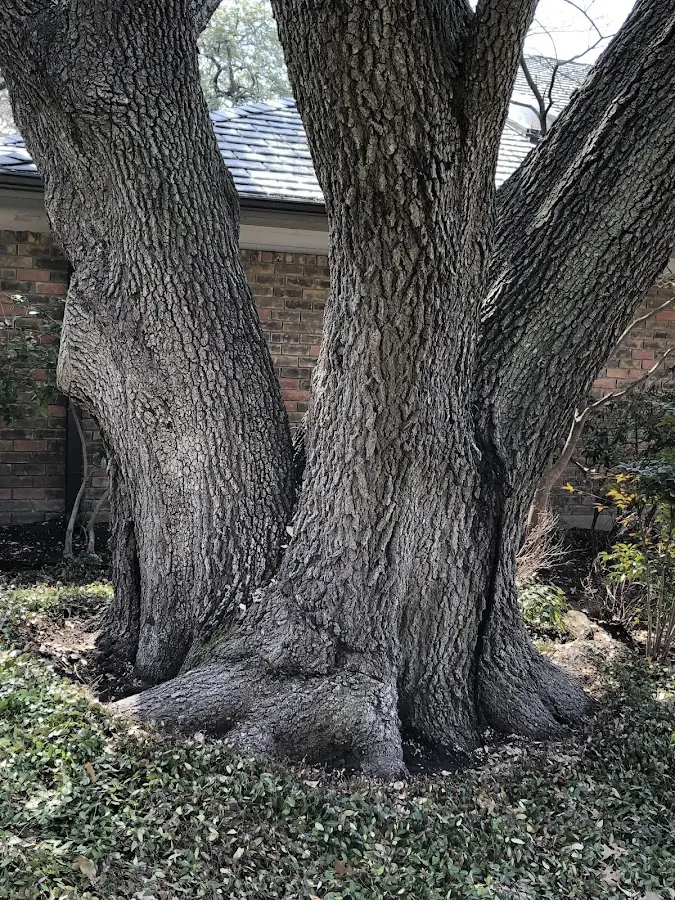 Mature heritage tree close to a Lucas property cared for by certified arborists
